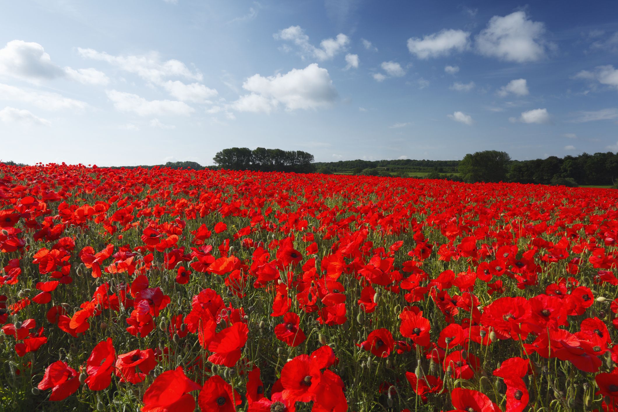 Red Poppy Flowers: Learn About Red Poppy History