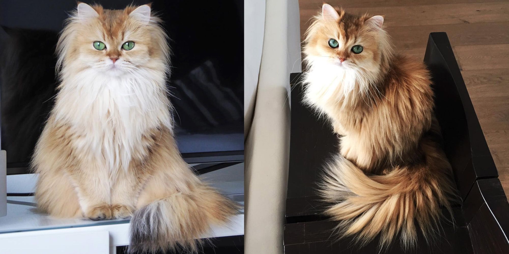 Smoothie the Most Photogenic Cat on the Internet