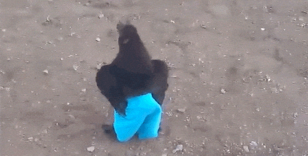 Video of Chicken Running In Blue Pants