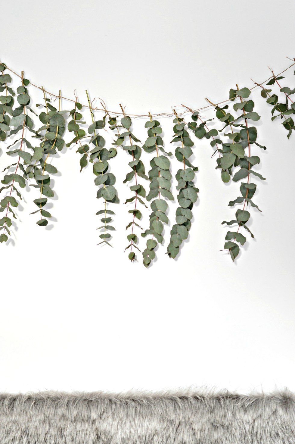 How to Grow Eucalyptus Plants - Growing Eucalyptus from Seeds