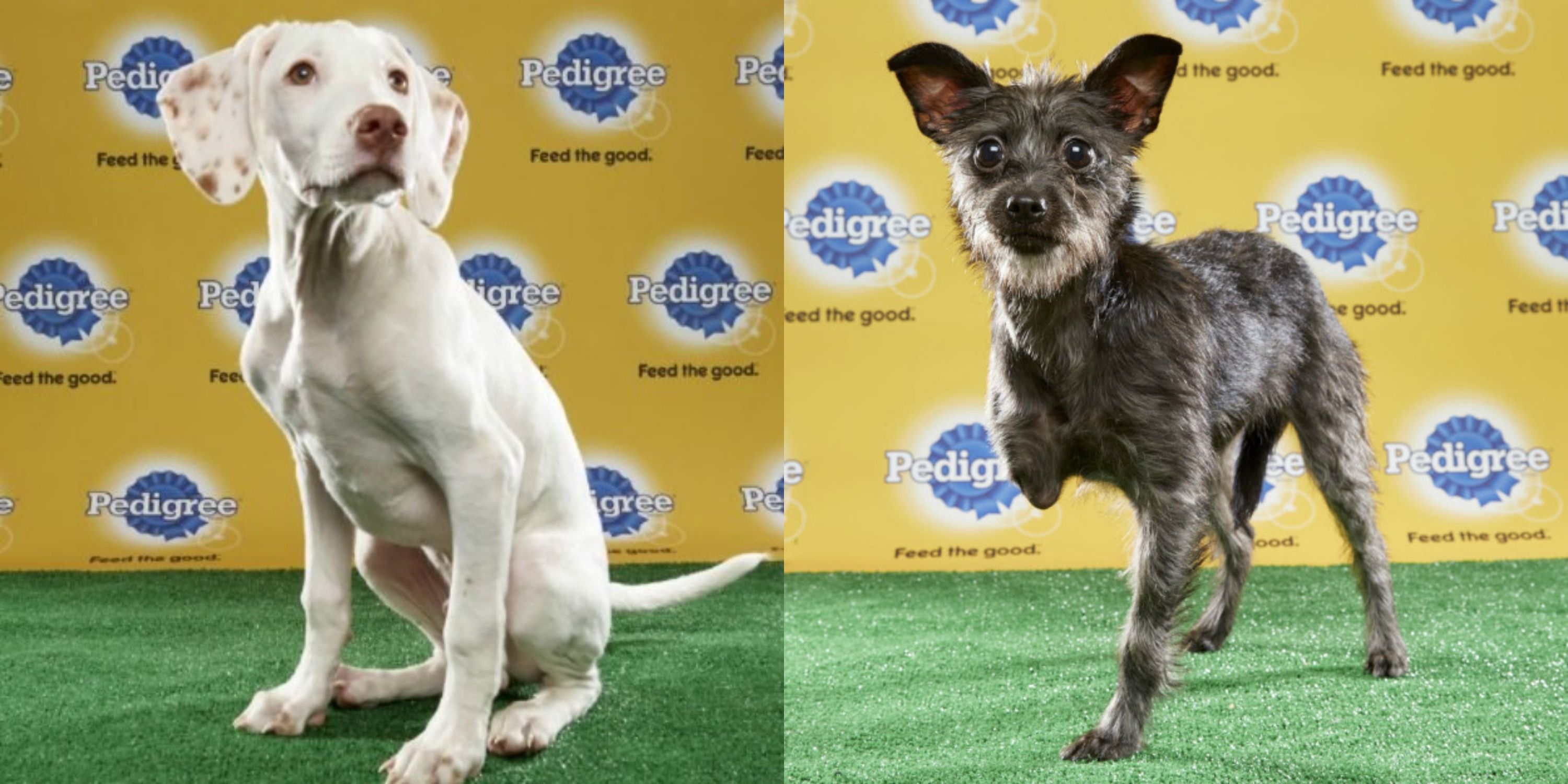 special needs dogs puppy bowl