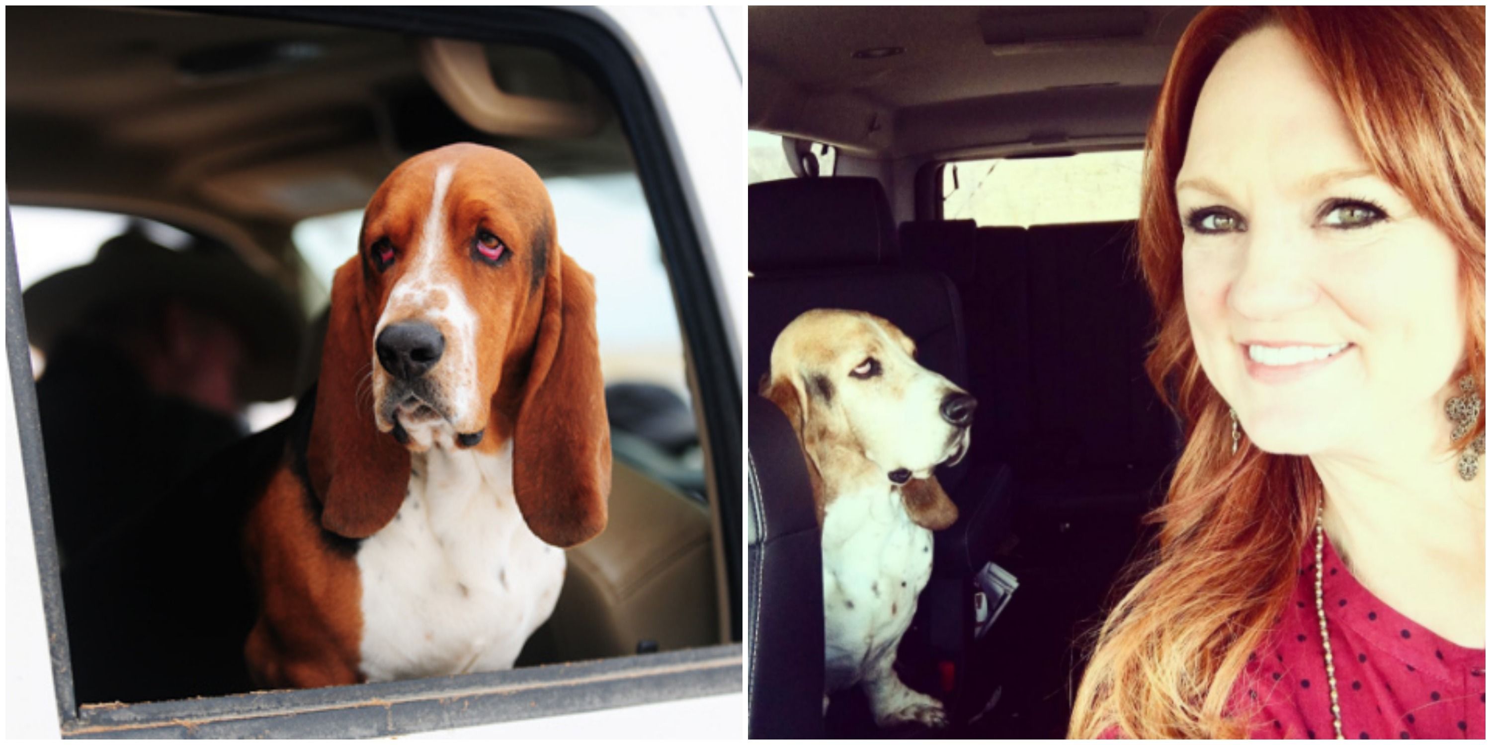 which basset hound of ree drummond