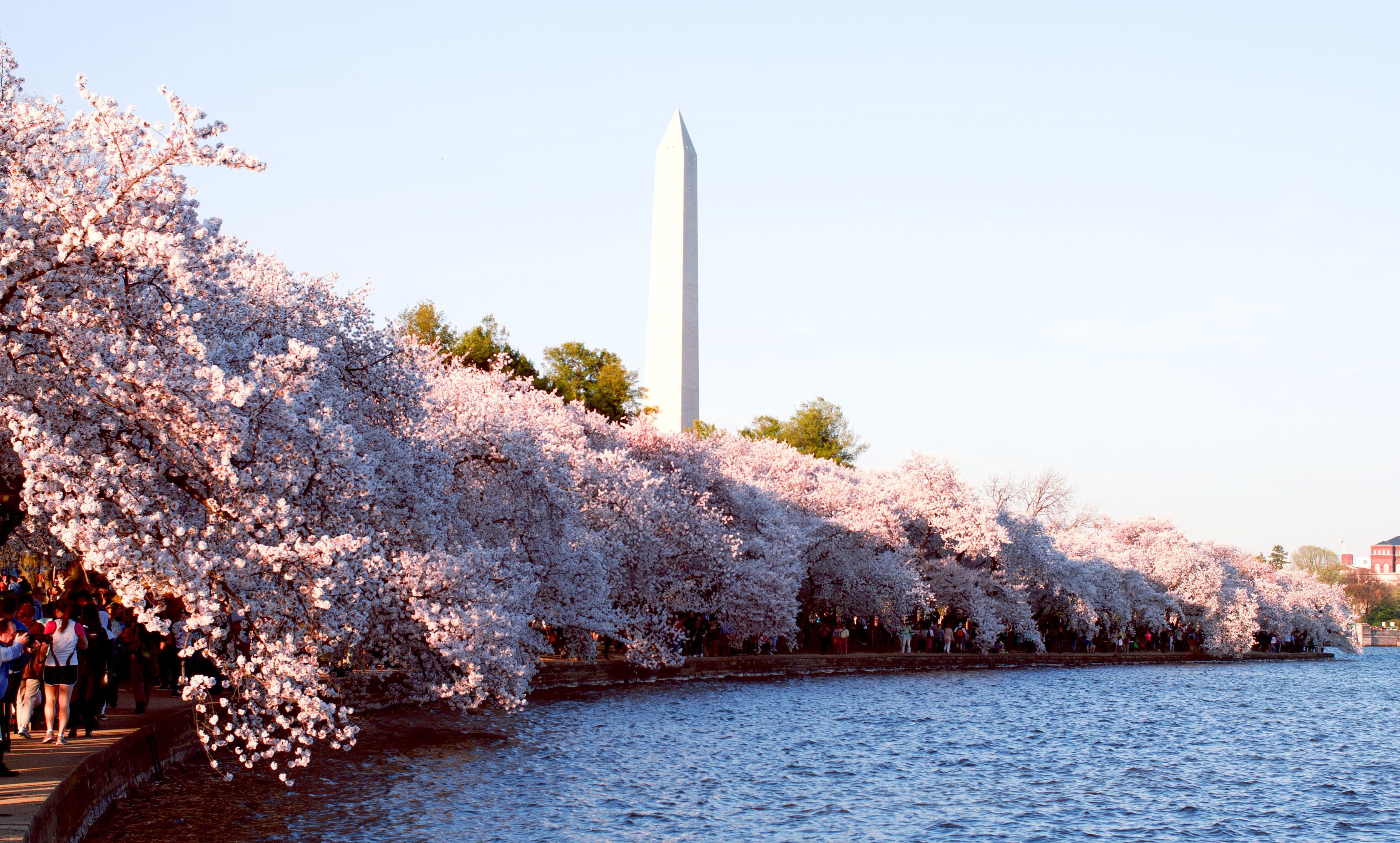 Cherry Blossom Festival in Washington is particularly welcome this year –  The Mercury