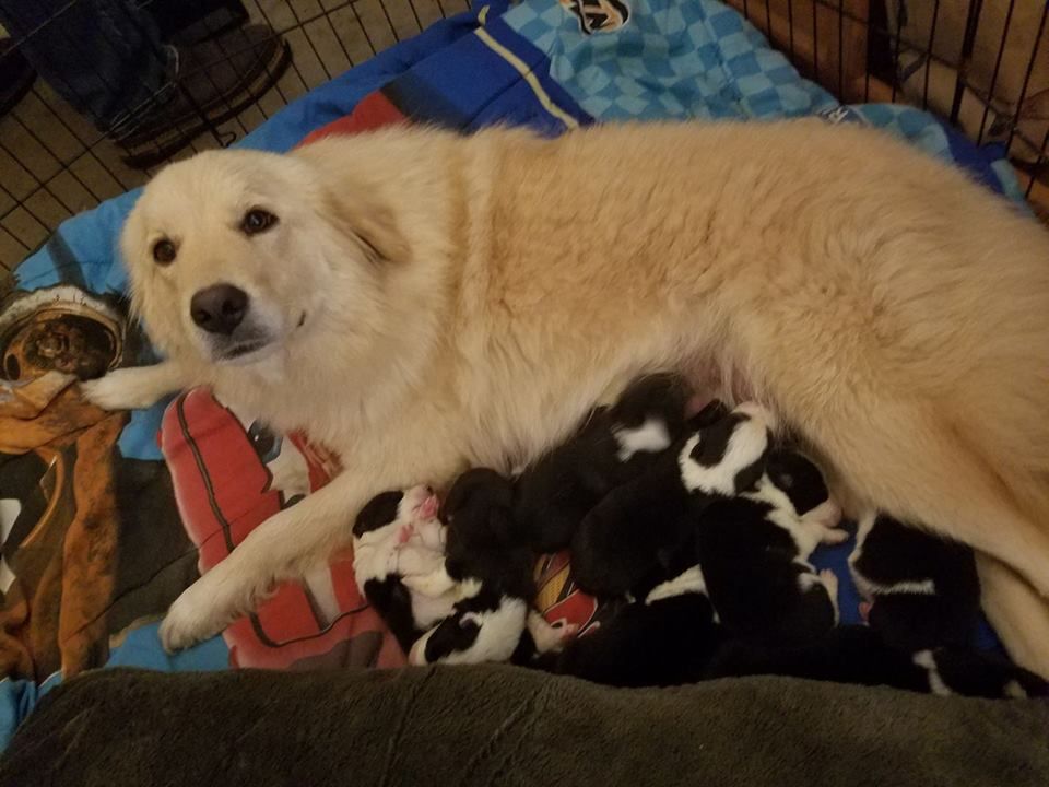 how many puppies are born in a maremmano abruzzese sheepdog litter