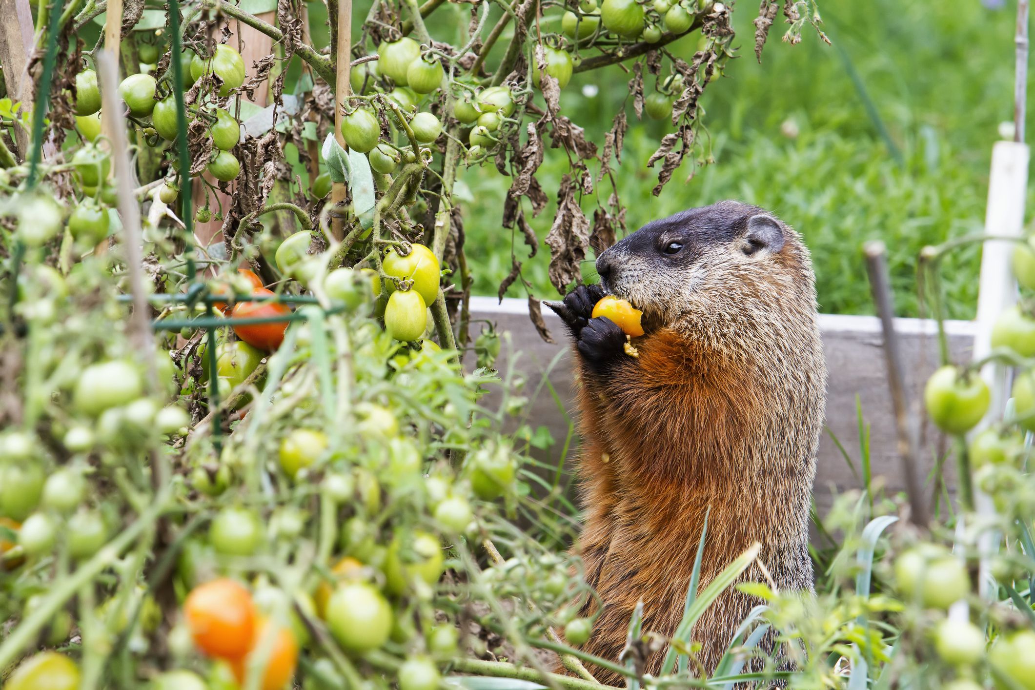How to Keep Critters Out of Your Garden - Ways to Keep Animals Out of Your  Vegetable Garden