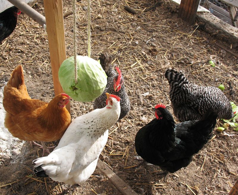 How to Make a DIY Hanging Cabbage for Chickens - How to Entertain