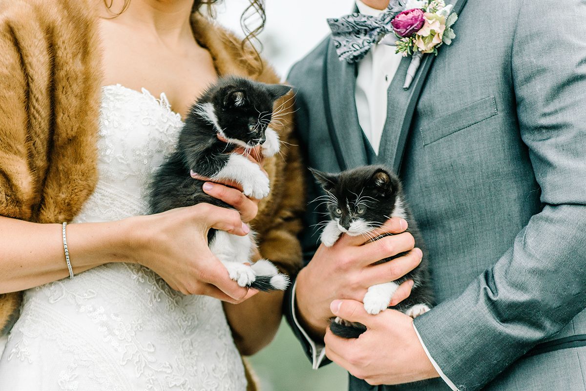 two cats getting married