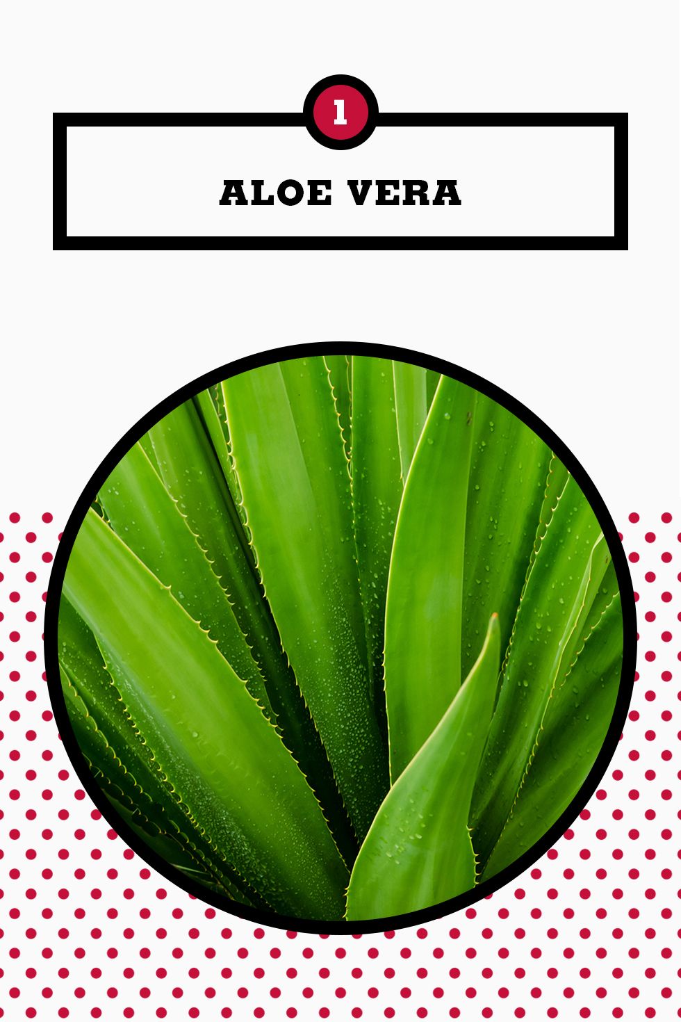 25 Best Succulents - Different Interesting Succulents to Grow 25 Best Succulents - Different Interesting Succulents to Grow