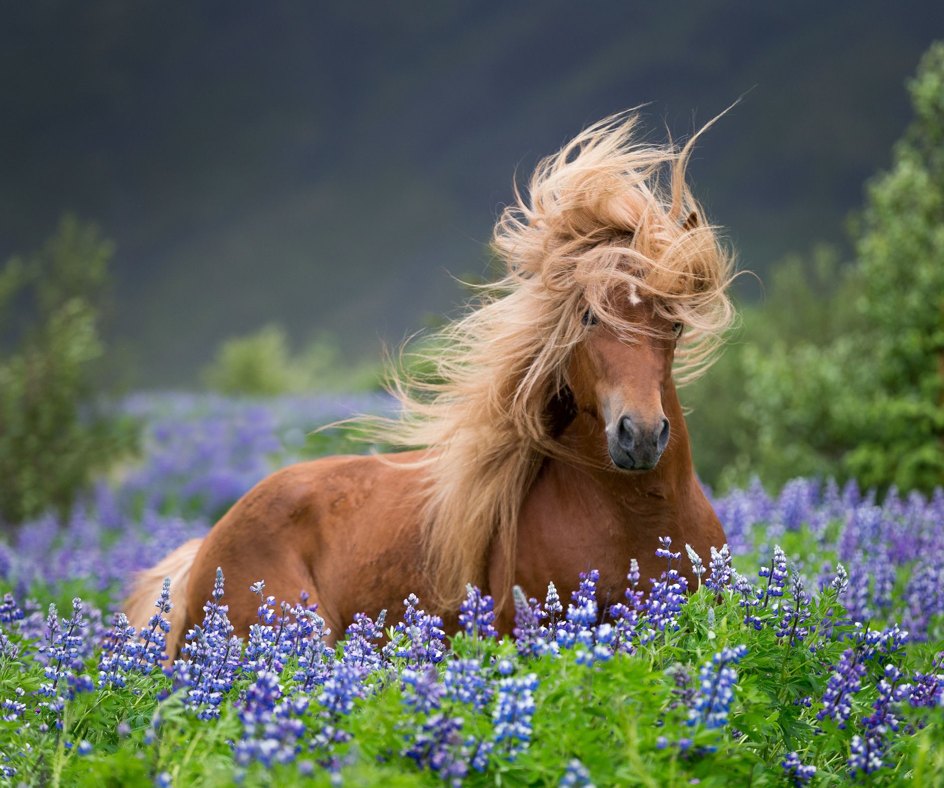 8 Horses With Beautiful Hair - Country Living