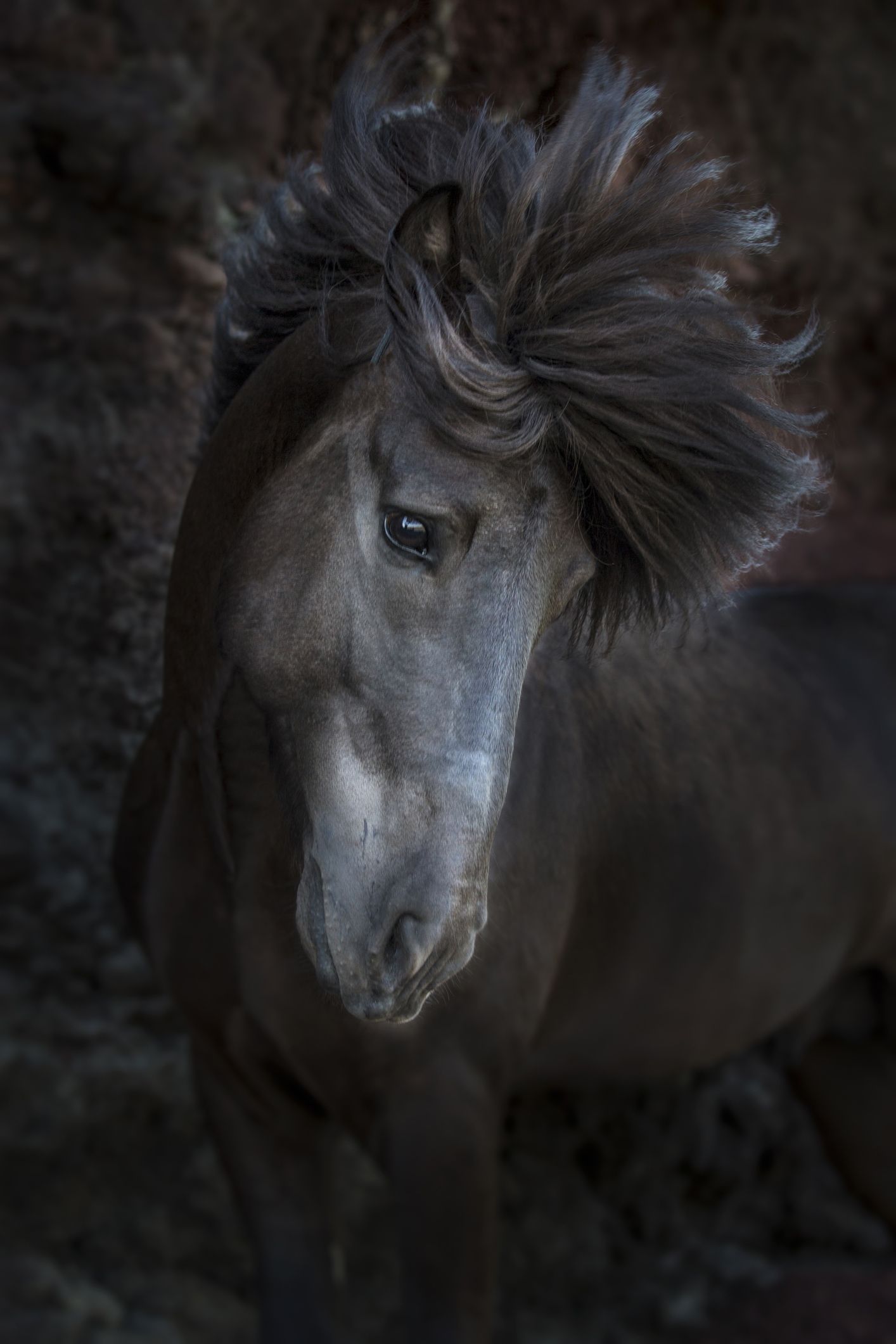 3 Types of Horse Hair You Should Definitely Care About –