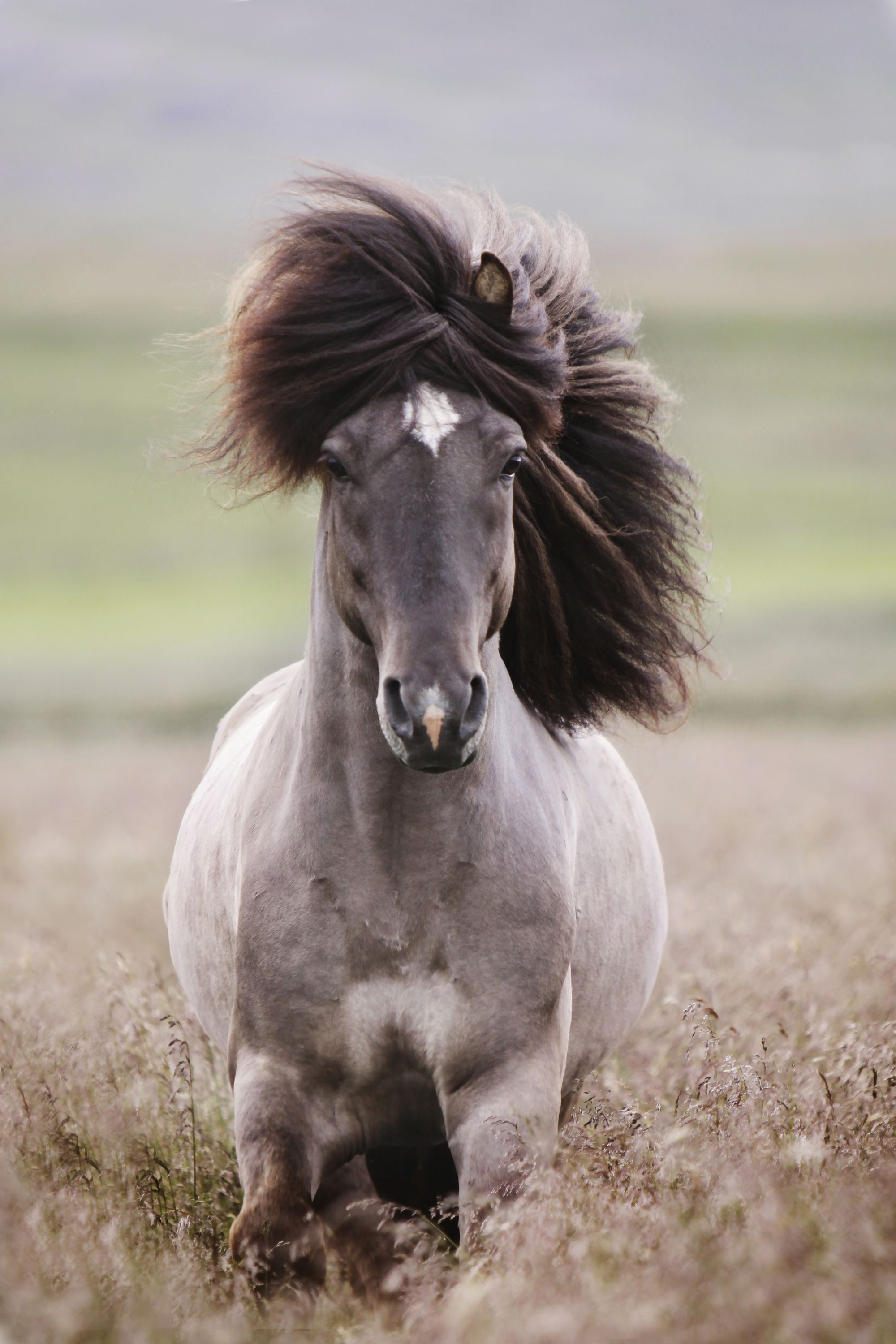 8 Horses With Beautiful Hair - Country Living