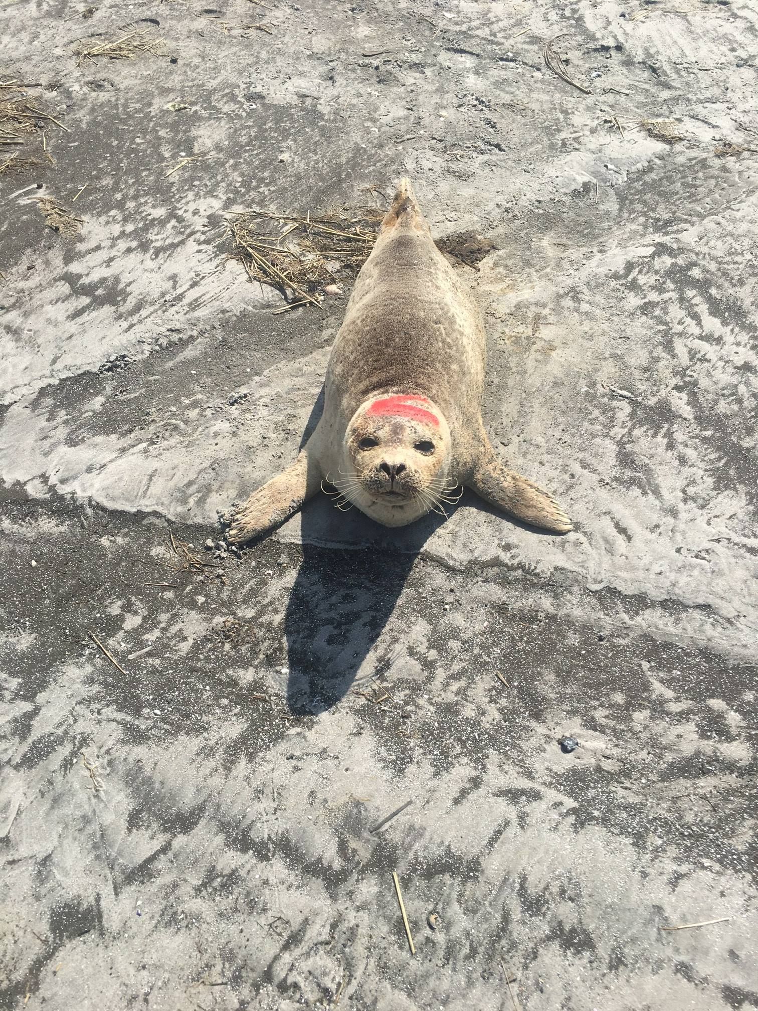 Warning to stay away from seals stranded on Jersey beaches - BBC News