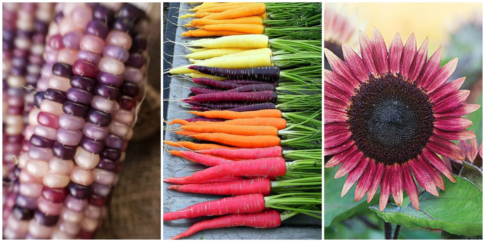13 of the Coolest Seeds You Can Buy Unique Plants and Vegetables