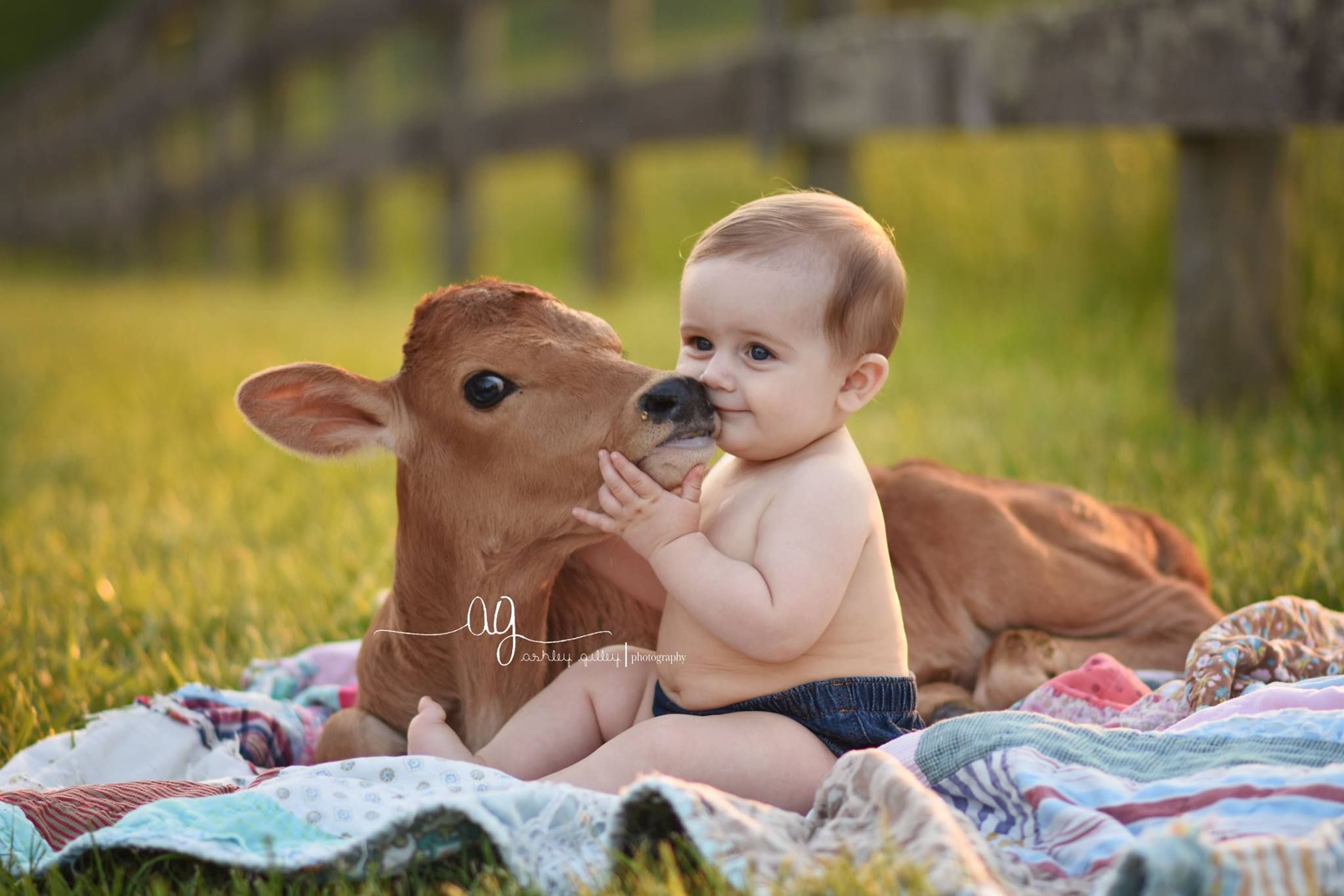 cute baby cows playing