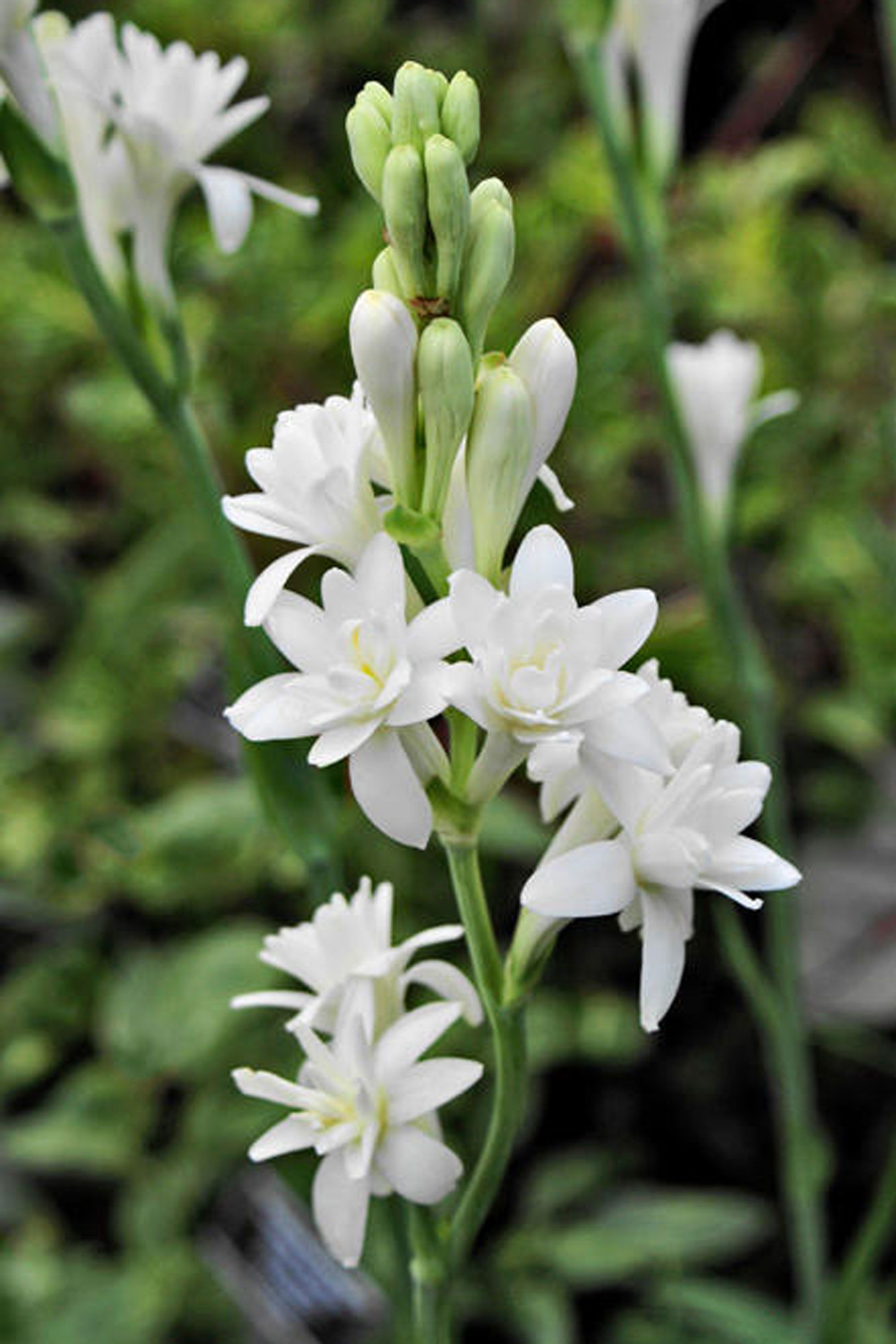 white flowering house plants