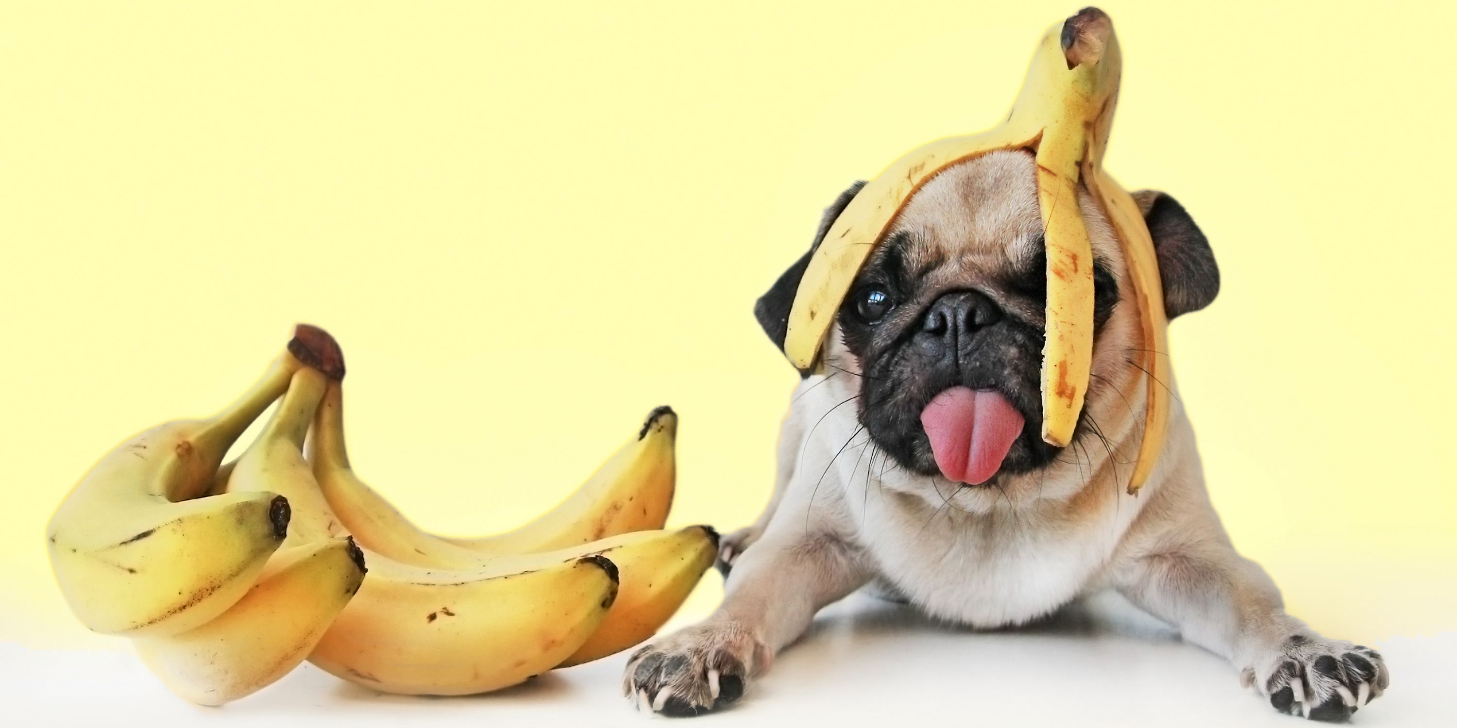 Можно собакам яблоки свежие. Собака банан. Бананы для животных. Собака ест банан. Мопс ест фрукты.