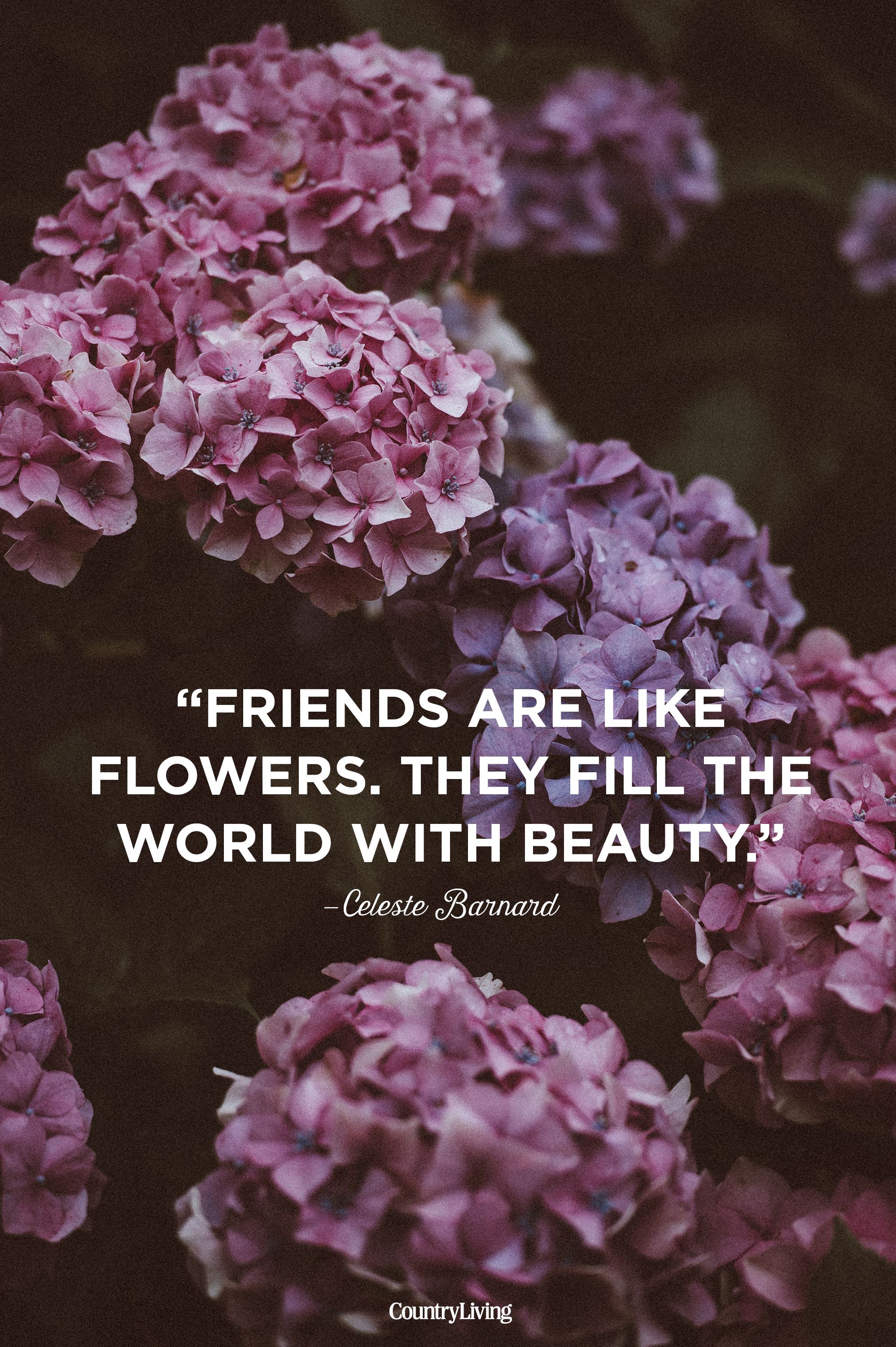 friendship flowers beautiful