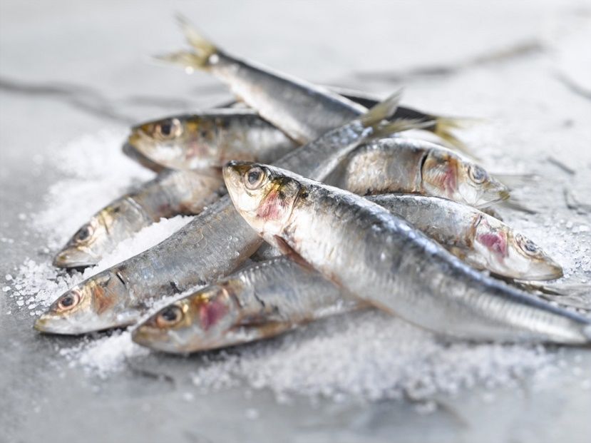 Vertebrate, White, Fish, Fish, Grey, Anchovy (food), Close-up, Seafood, Forage fish, Silver, 