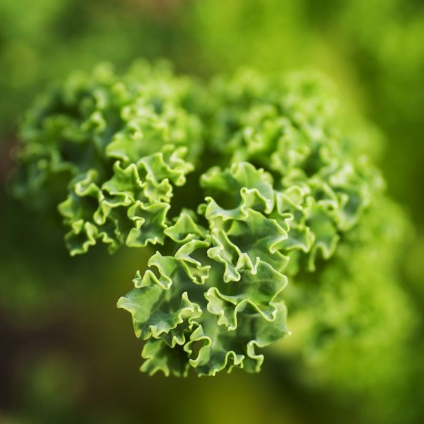 Green, Macro photography, Terrestrial plant, Close-up, Annual plant, Liverwort, Non-vascular land plant, 