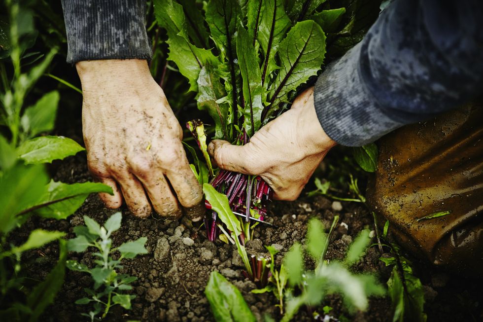 Human, Finger, Leaf, Soil, People in nature, Wrist, Ingredient, Gardener, Produce, Leaf vegetable, 