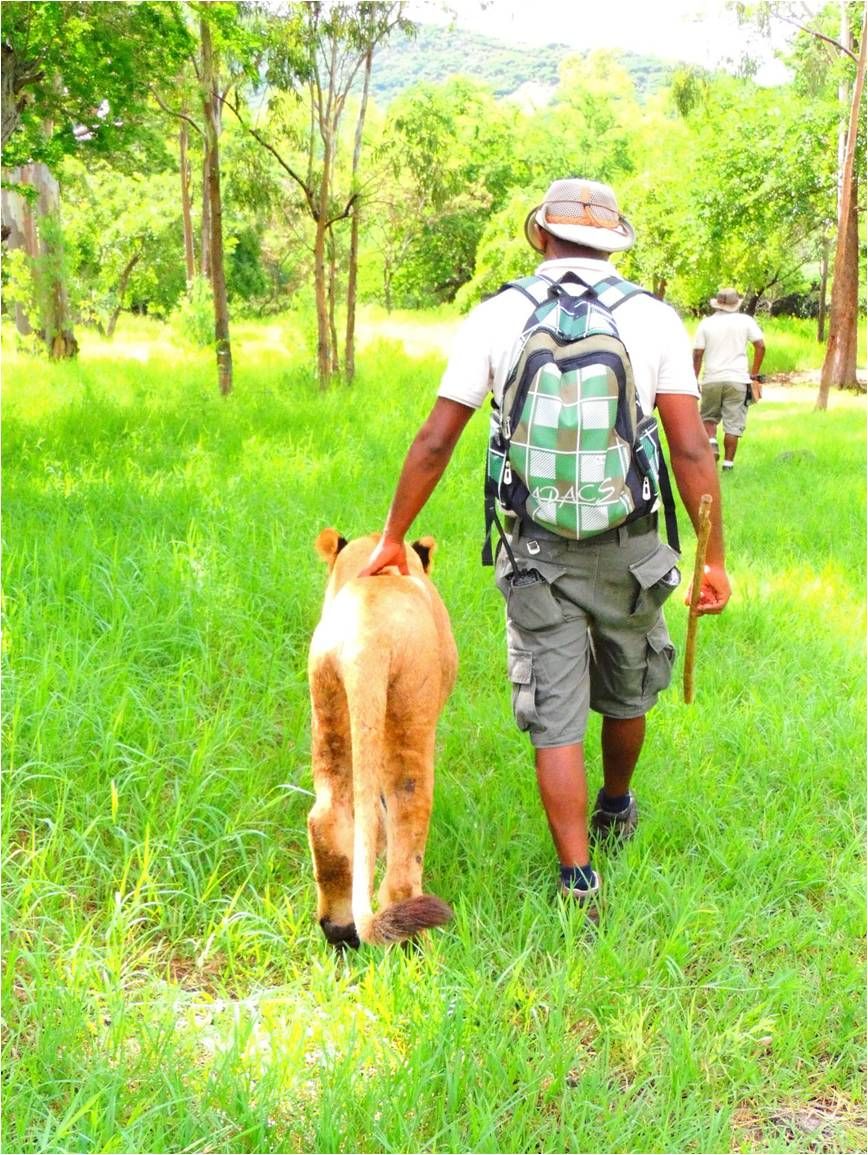 Human, Mammal, People in nature, Bag, Carnivore, Grassland, Backpack, Luggage and bags, Sun hat, Animal training, 