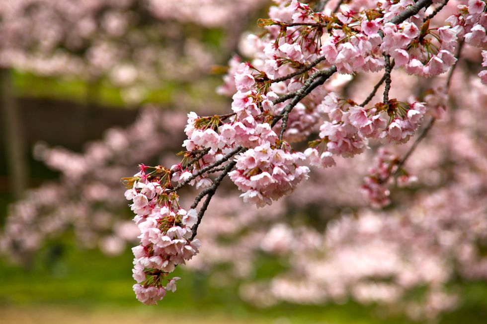 Branch, Petal, Flower, Twig, Blossom, Pink, Spring, Botany, Colorfulness, Cherry blossom, 