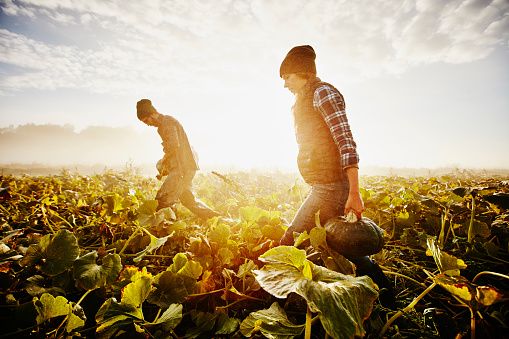 People in nature, Sunlight, Morning, Field, Agriculture, Boot, Plantation, Stock photography, Cash crop, Backlighting, 