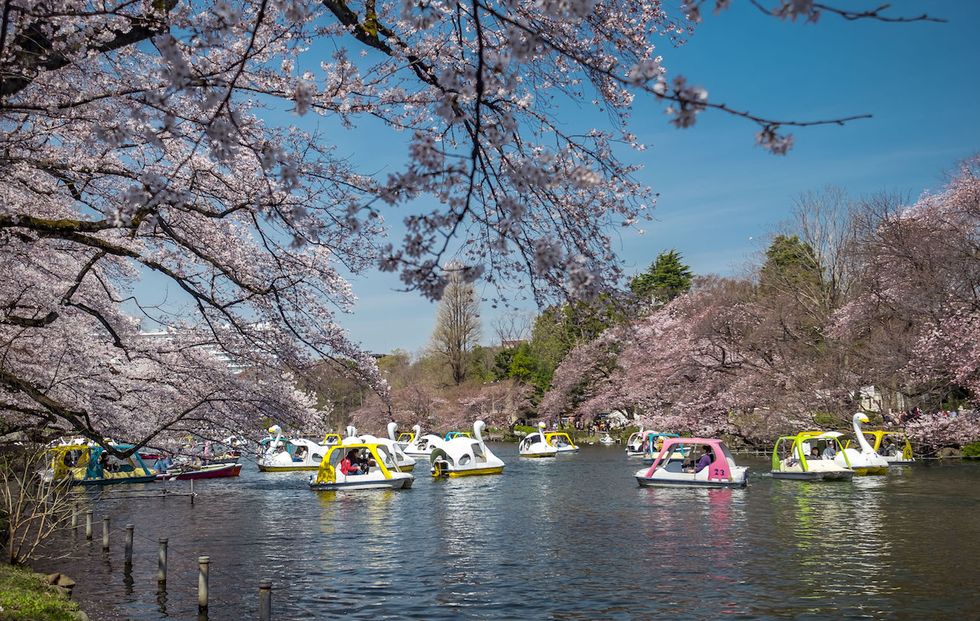 Nature, Branch, Watercraft, Flower, Waterway, Boat, Bank, Blossom, Woody plant, Watercourse, 