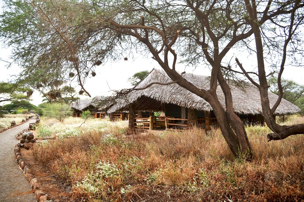 Plant, Branch, Tree, Thatching, Twig, Rural area, Hut, Trunk, Shade, Village, 