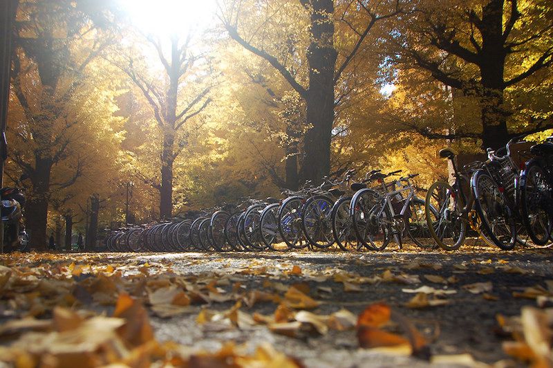 Bicycle tire, Deciduous, Nature, Bicycle wheel, Leaf, Natural landscape, Tree, Autumn, Sunlight, Bicycles--Equipment and supplies, 