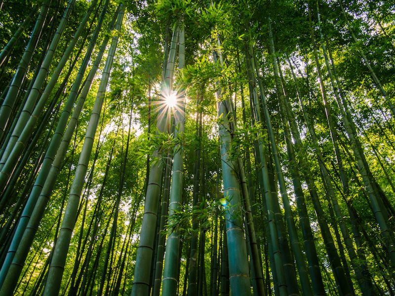 Nature, Vegetation, Green, Natural environment, Leaf, Bamboo, Sunlight, Forest, Woody plant, Light, 
