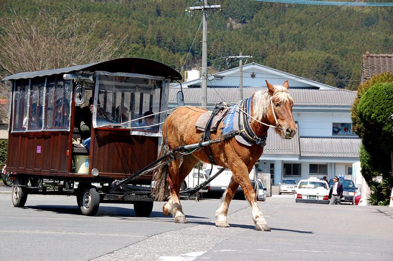 Wheel, Mode of transport, Transport, Horse supplies, Carriage, Halter, Bridle, Rein, Horse, Working animal, 