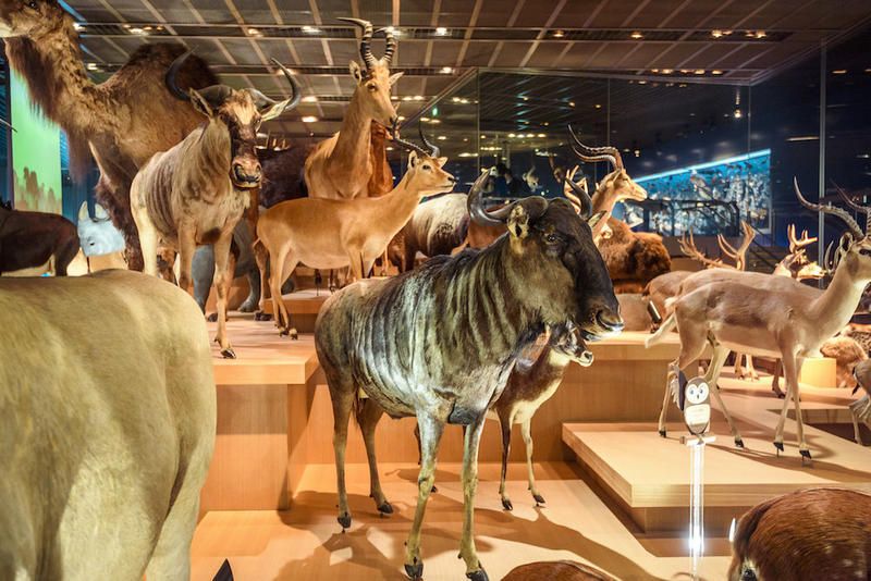 Vertebrate, Deer, Terrestrial animal, Fawn, Fur, Museum, Collection, Wildlife, Tourist attraction, Natural material, 