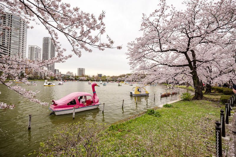Body of water, Branch, Watercraft, Waterway, Channel, Boat, Bank, Canal, Woody plant, Blossom, 