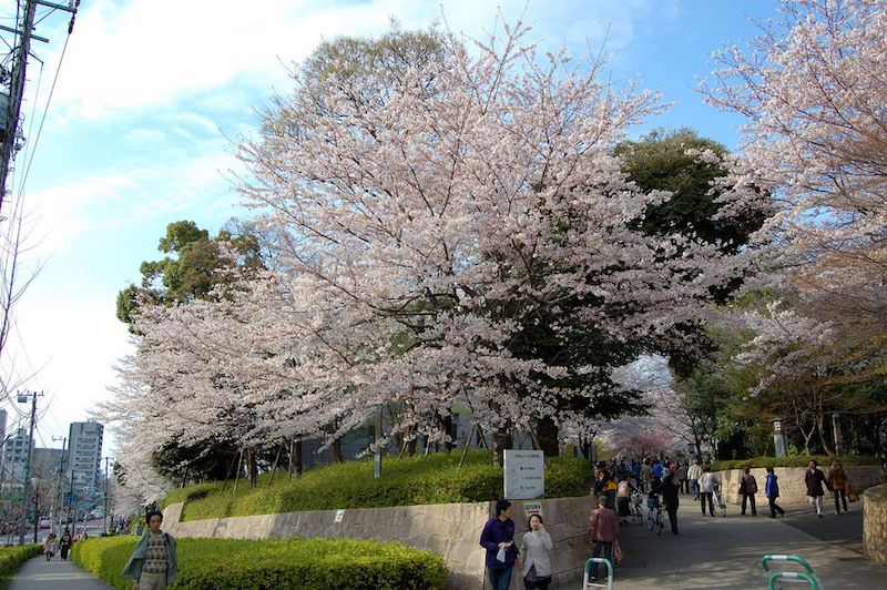 Tree, Flower, Blossom, Spring, Plant, Woody plant, Cherry blossom, Park, Prunus, 