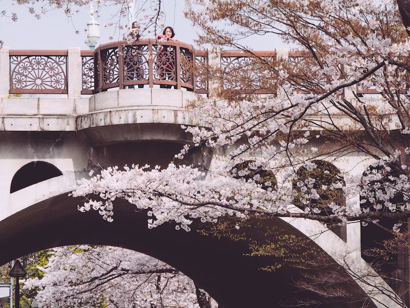 Branch, Tree, Architecture, Spring, Flower, Cherry blossom, Blossom, Plant, Arch, Iron, 