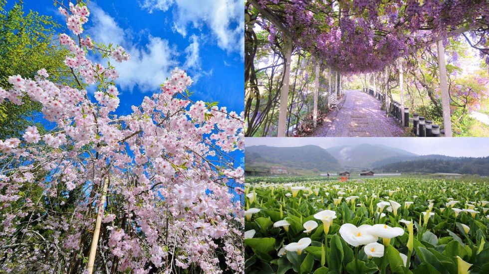 Nature, Vegetation, Branch, Petal, Flower, Colorfulness, Purple, Spring, Botany, Flowering plant, 