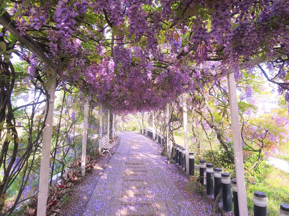 Branch, Purple, Violet, Lavender, Woody plant, Botany, Petal, Magenta, Walkway, Trail, 