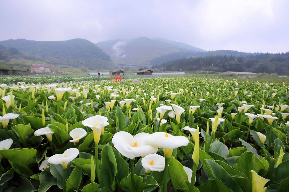 Flower, giant white arum lily, Plant, Plantation, Flowering plant, Field, Spring, Farm, Crop, Meadow, 