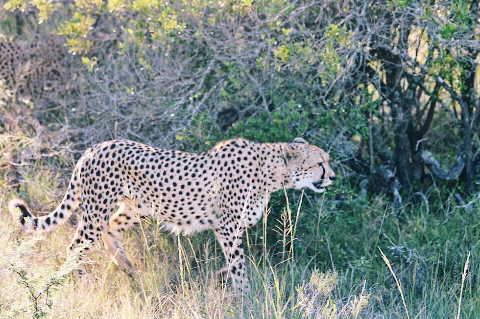 Terrestrial animal, Wildlife, Vertebrate, Mammal, Leopard, Felidae, Nature reserve, Cheetah, Safari, African leopard, 