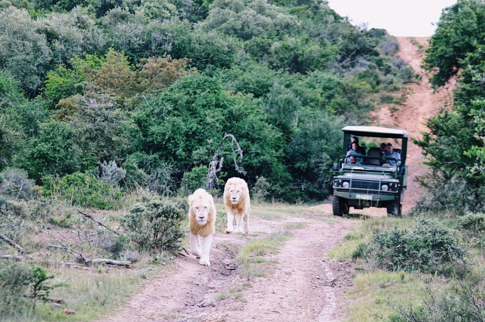 Dirt road, Mode of transport, Safari, Vehicle, Working animal, Rural area, Transport, Wildlife, Road, Adventure, 