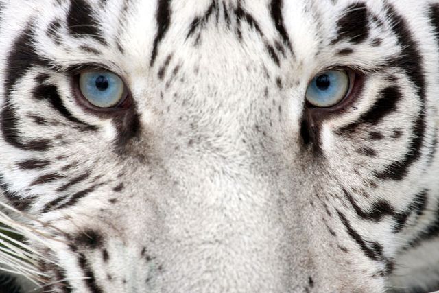 Mammal, Vertebrate, Bengal tiger, Terrestrial animal, Tiger, Wildlife, Felidae, Whiskers, Siberian tiger, Eye, 
