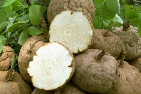 Medicinal mushroom, Plant, Vegetable, Food, Produce, Celeriac, 