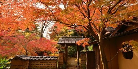 Tree, Leaf, Nature, Autumn, Deciduous, Woody plant, Natural landscape, Plant, Sky, Maple, 