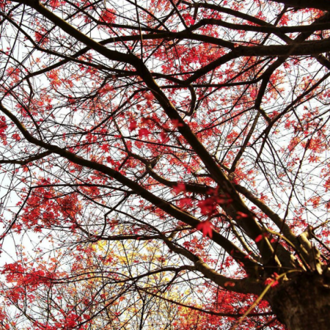 <p>比鄰陽明山的一處私人莊園、秋冬交接的大楓葉與春夏相間的小楓葉相輔相成，打造一片瑰麗壯觀的楓紅景致。</p>