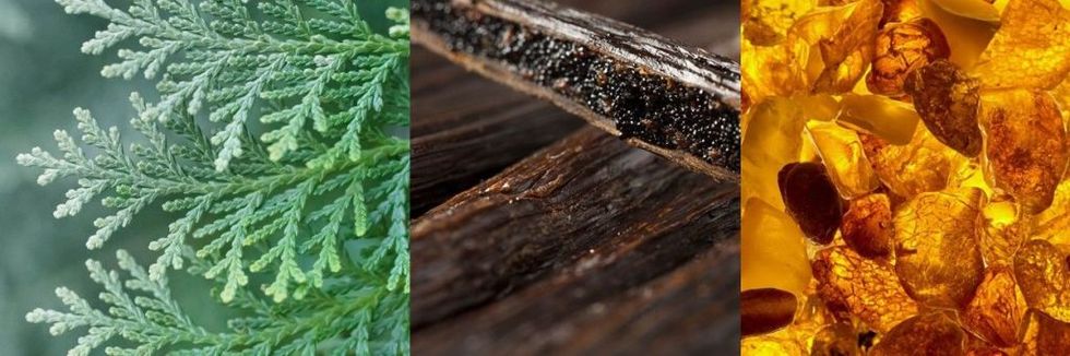 Leaf, Wood, Plant, Plant pathology, Herb, Wood stain, 