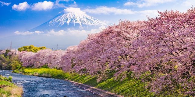 <p>春季將至、眾所矚目的賞櫻季節即將登場！<br>櫻花季是日本多個世紀以來的年度盛事，日本氣象株式會社已經公佈了2018年櫻花綻放的預測日期，日本的賞櫻地點遍佈東京、福岡、鹿兒島、甚至北海道等，KAYAK特別整理了今年必訪日本的「7個絕美賞櫻地點」，淡白、淺綠、桃紅、淺粉之間感受花瓣迷人的爛漫芳香。<span class="redactor-invisible-space" data-verified="redactor" data-redactor-tag="span" data-redactor-class="redactor-invisible-space"></span></p>