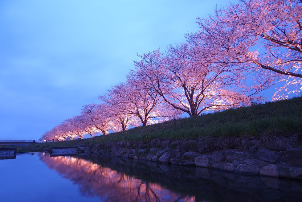 <p>預測開花日期：2018年3月21日<br>預測滿開日期：2018年3月30日</p><p>九州第一大城福岡城加上上千棵櫻花樹的氣勢，就是舞鶴公園成為福岡最夯賞櫻地點的原因，開花期間還會舉辦「福岡城櫻花祭」，為旅客帶來晚上亮燈後的夜櫻絕美之景。<br>其他知名賞櫻地點包括西公園、勝山公園（小倉城）、秋月杉之馬場。<br><br>若到福岡賞櫻，相當推薦入住西鐵格蘭酒店，從飯店附近的天神站搭乘地鐵前往機場只要20分鐘。旅客更可以選擇漫步到舞鶴公園及西公園，路程大約半小時。</p>
