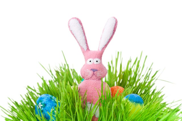 bunny