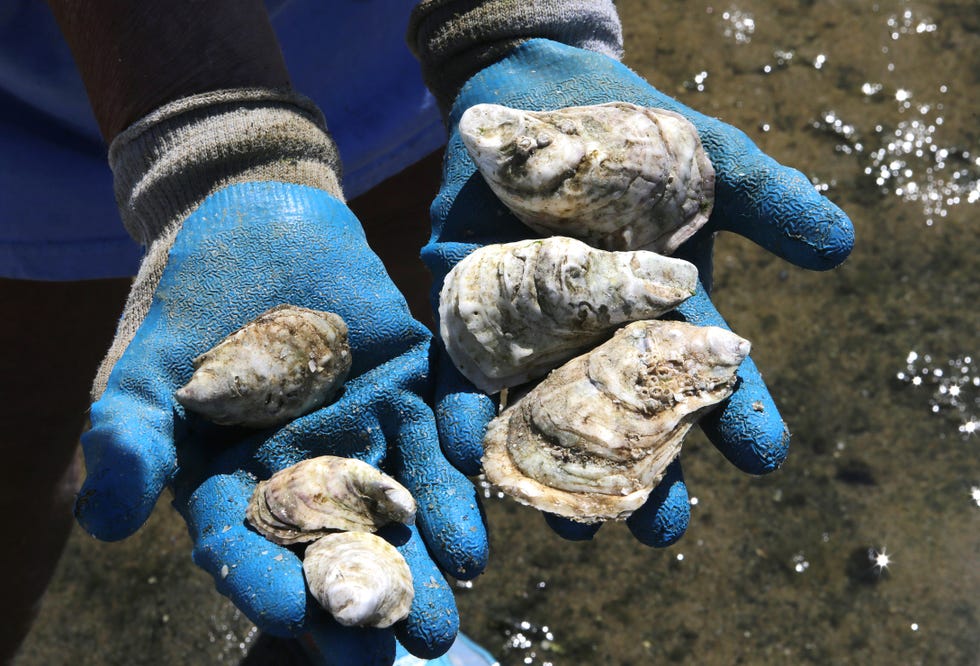 Oysters
